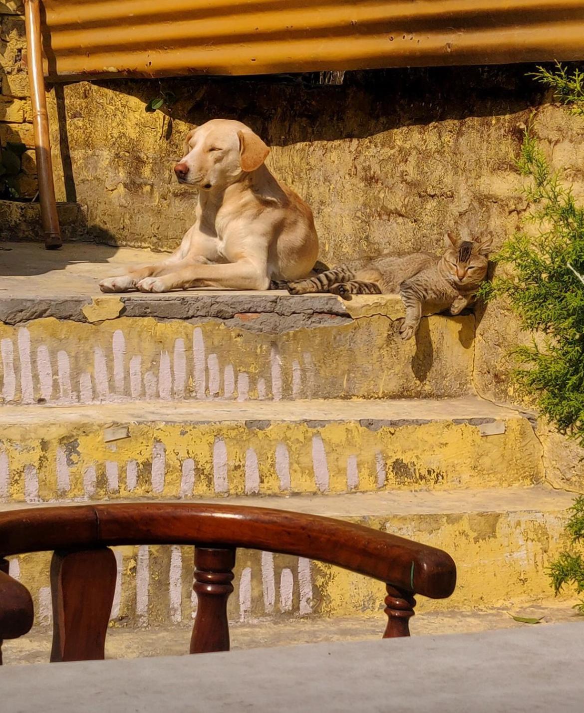 Art Bliss Hostel Rishikesh Exterior photo